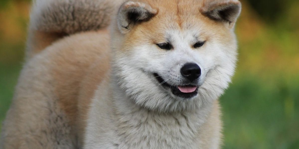 akita inu