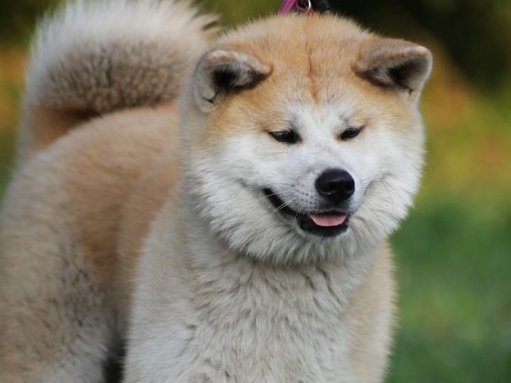 akita inu