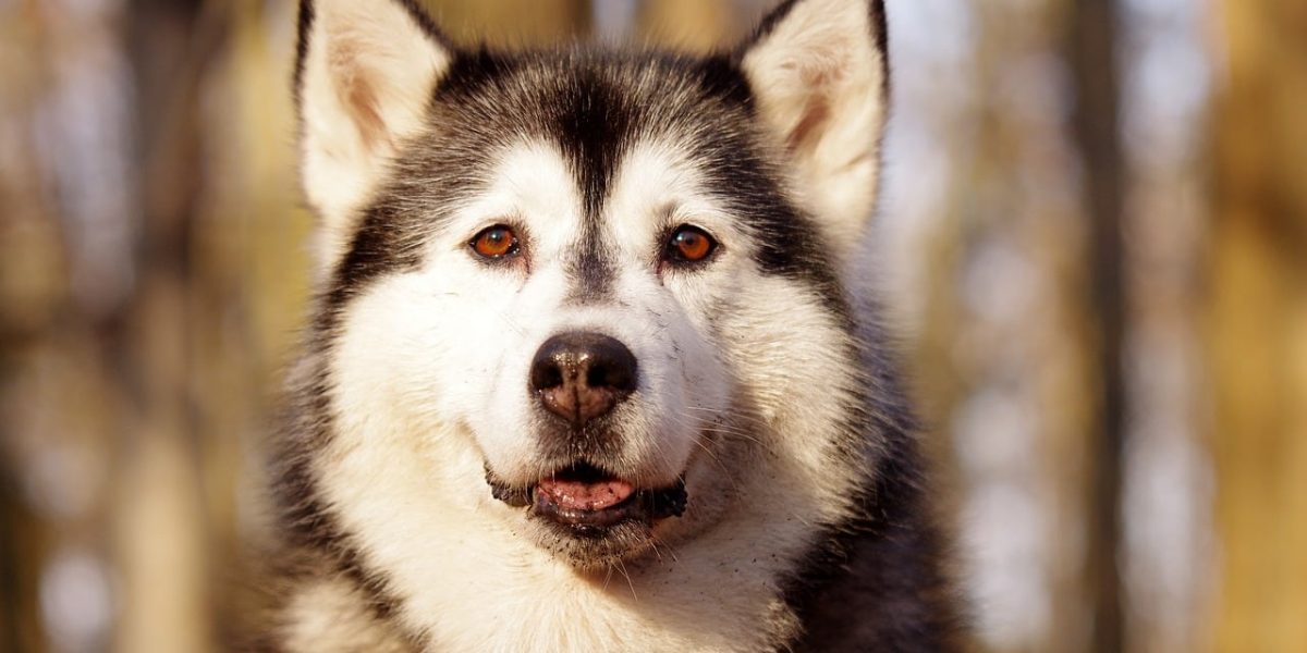 alaskan husky hond