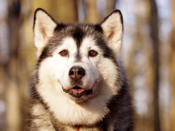 alaskan husky hond