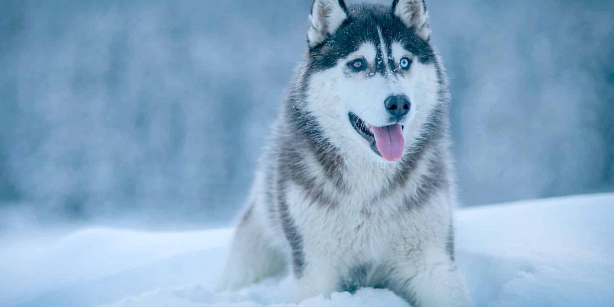 alaskan malamute