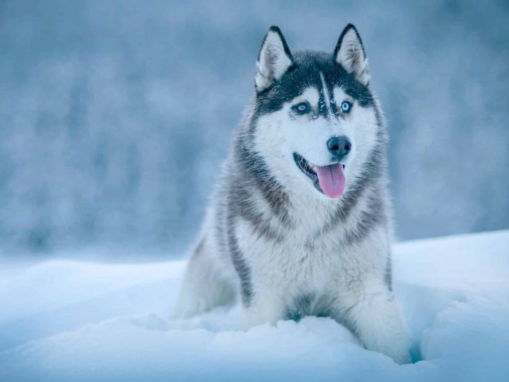 alaskan malamute
