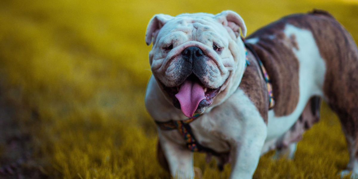 amerikaanse bulldog