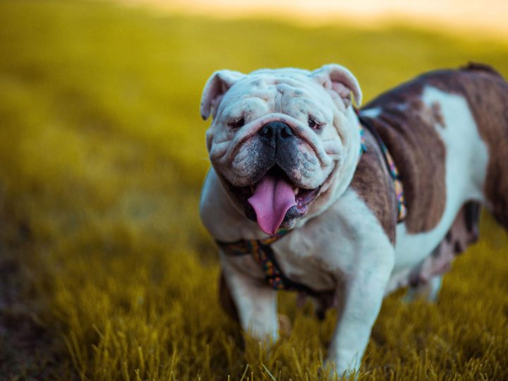 amerikaanse bulldog