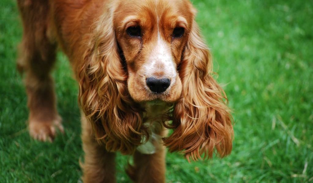 amerikaanse cocker spaniel