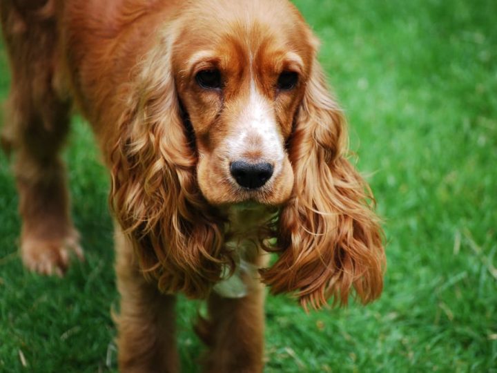 amerikaanse cocker spaniel