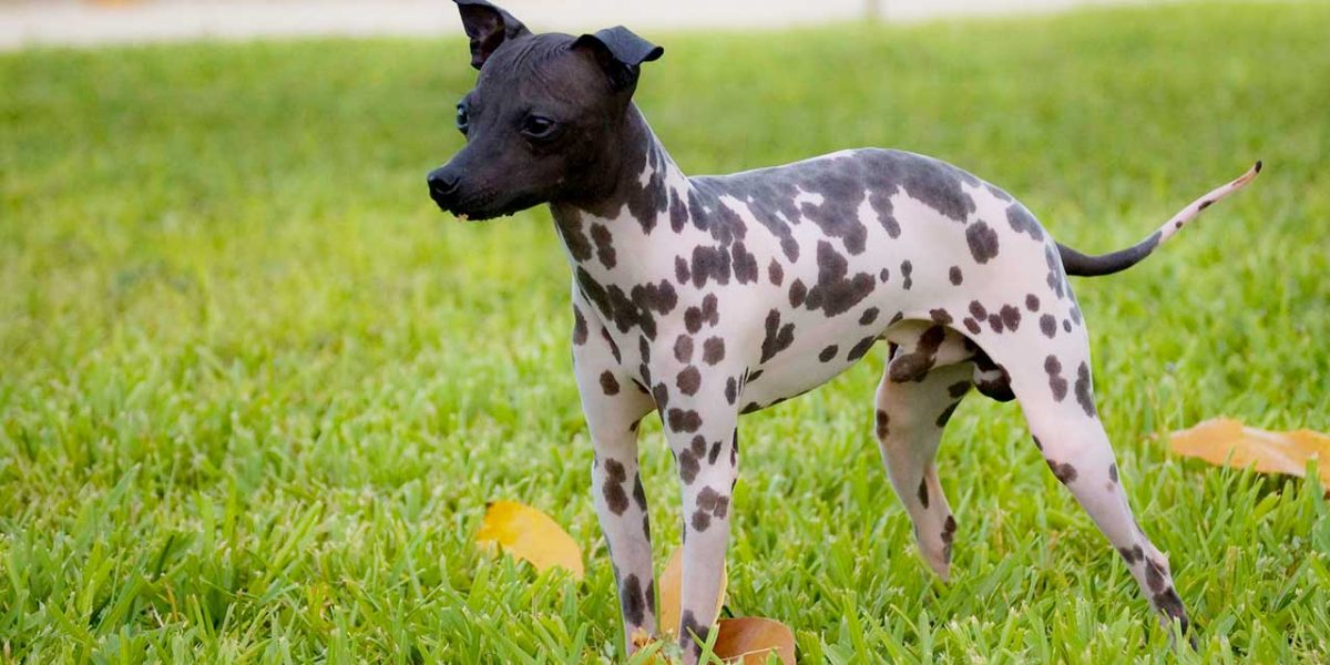 amerikaanse haarloze terrier