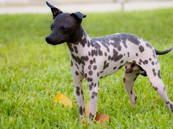 amerikaanse haarloze terrier