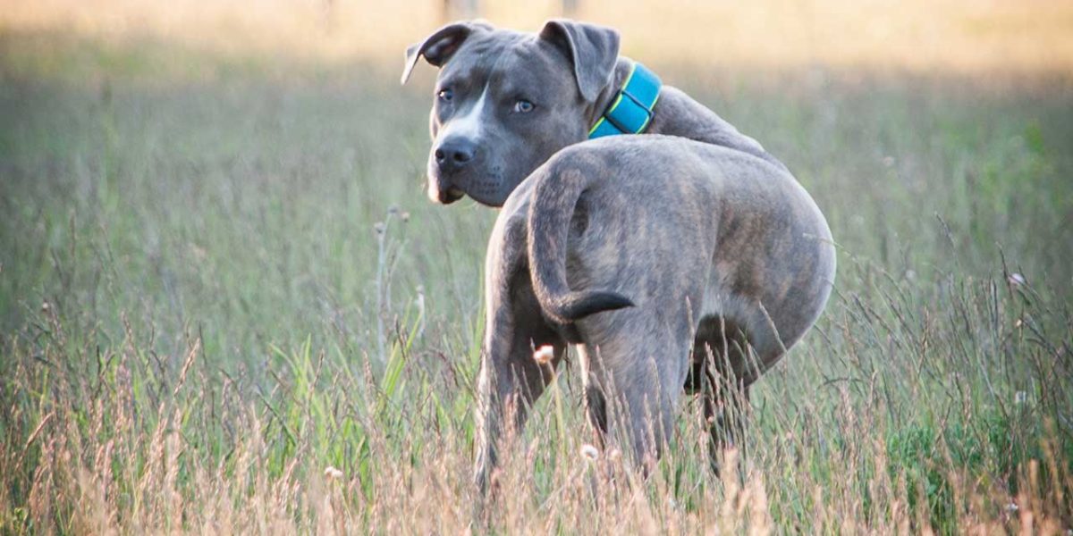amerikaanse pitbull terrier