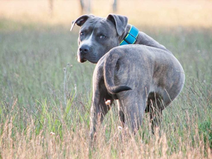 amerikaanse pitbull terrier