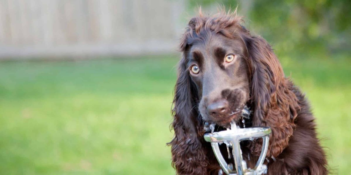 amerikaanse waterspaniel