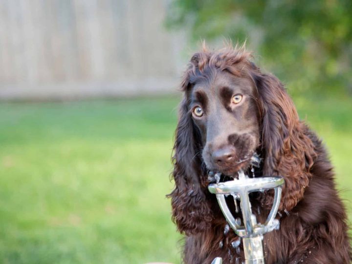 amerikaanse waterspaniel