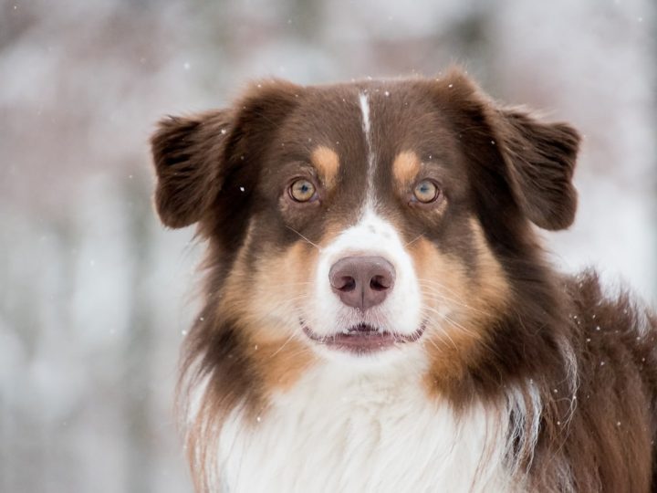 australische herder
