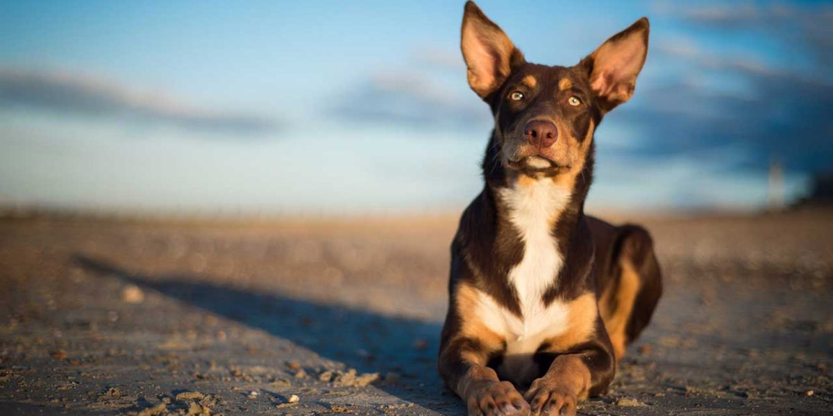 australische kelpie