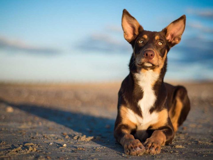 australische kelpie
