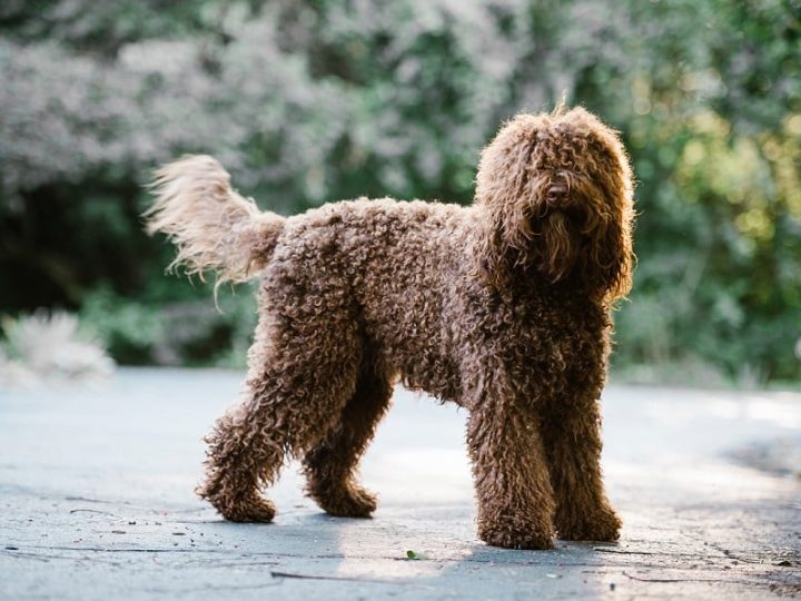 barbet