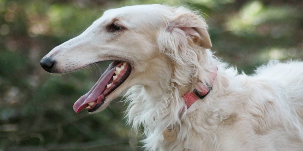 barzoi