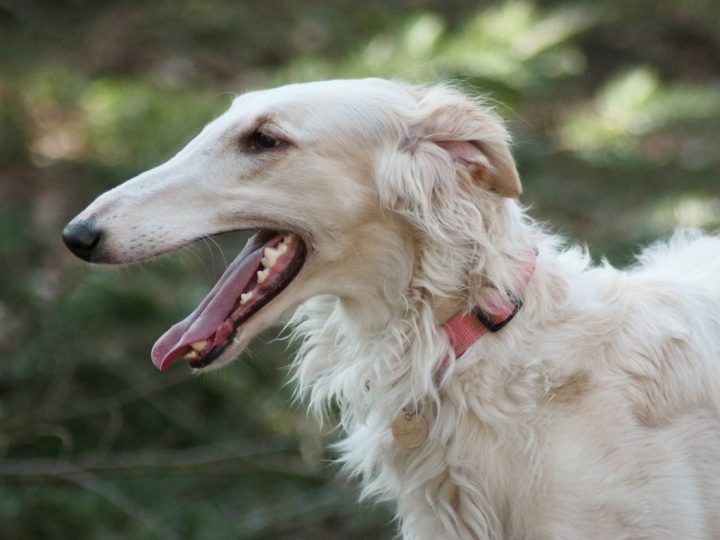 barzoi