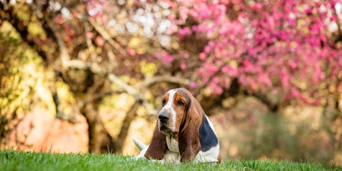 basset hound