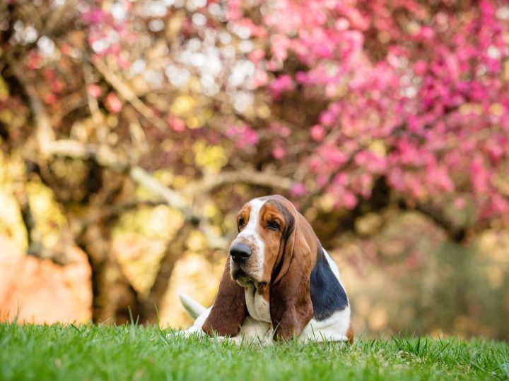 basset hound