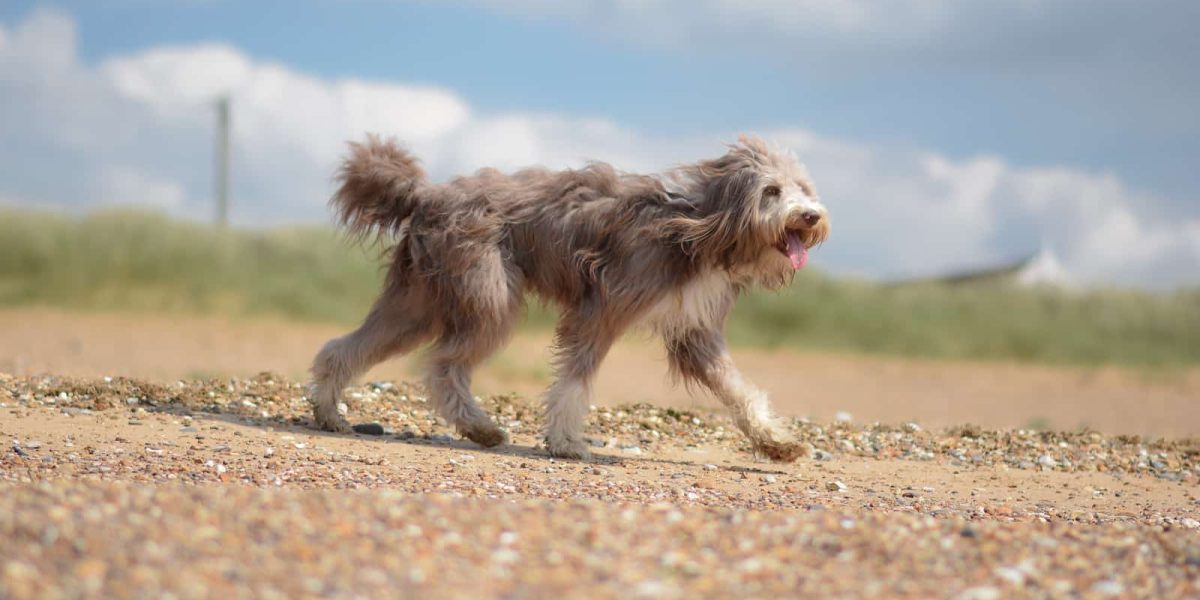 Bearded Collie