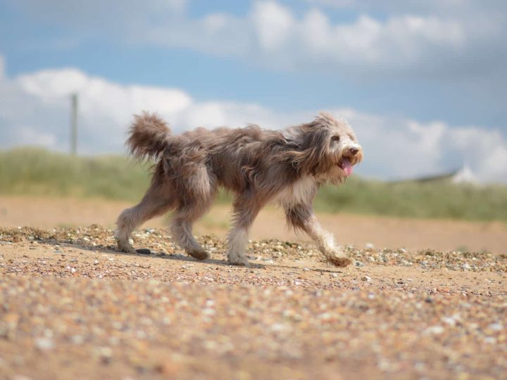 Bearded Collie