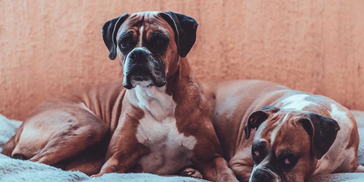 beste waakhonden