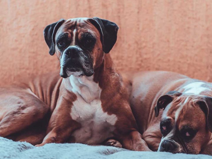 beste waakhonden