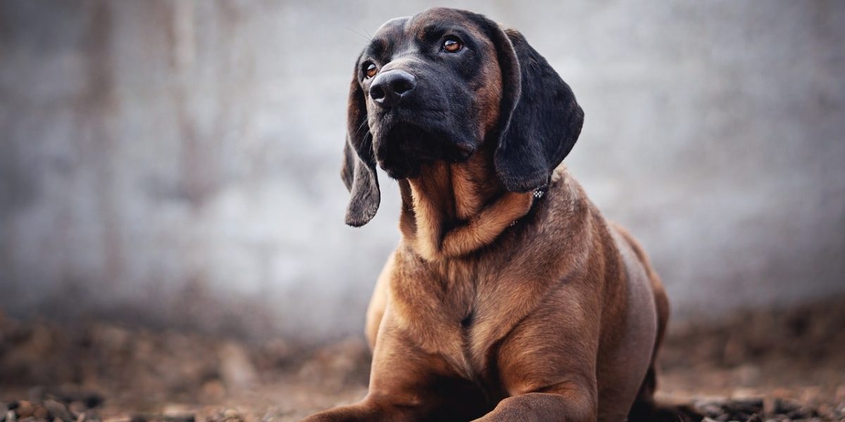 bloedhond