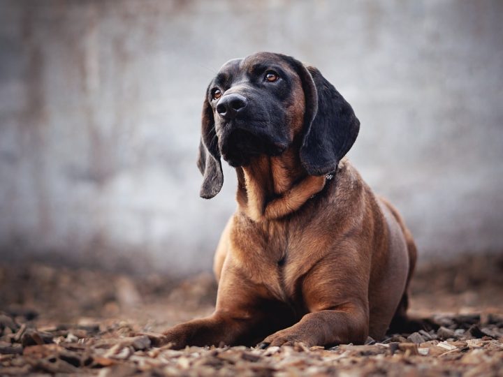 bloedhond