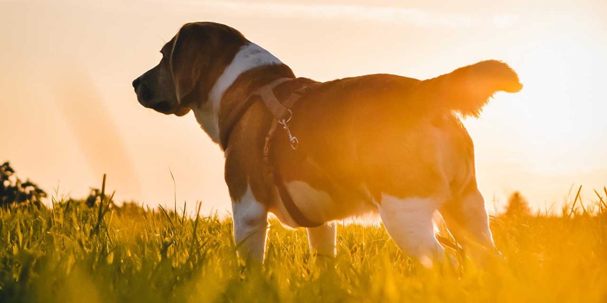 boerboel