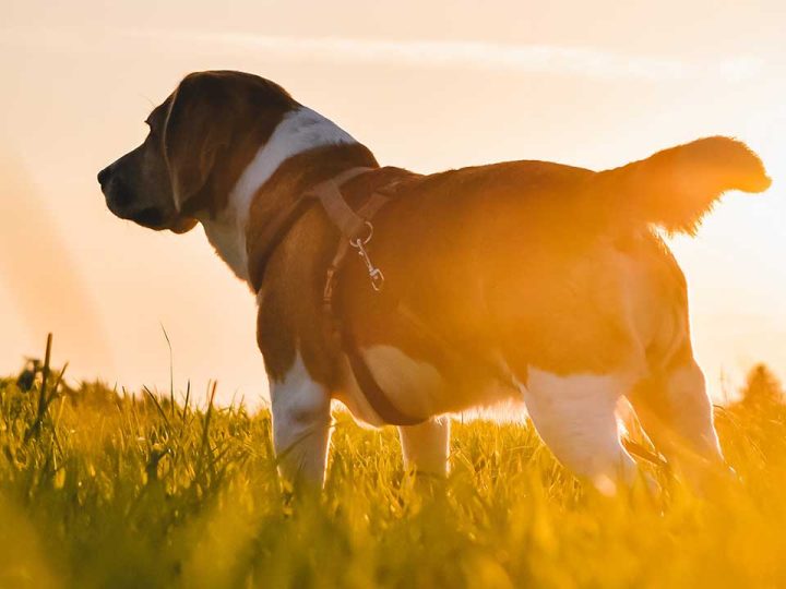 boerboel