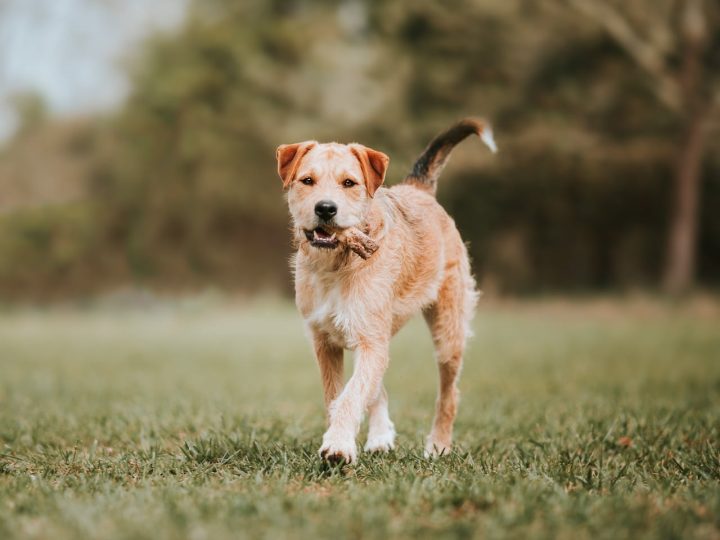 border terrier