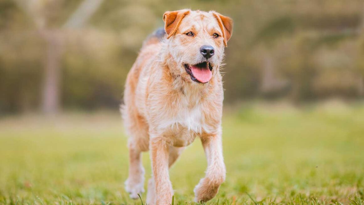 border terrier hondenras