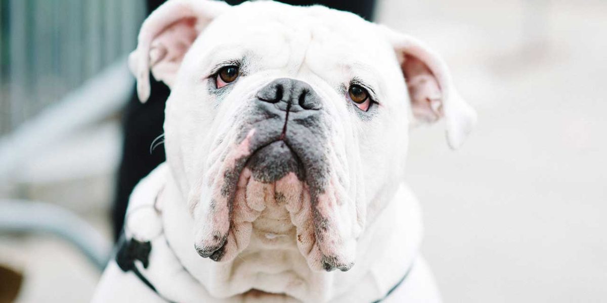 boston bulldog