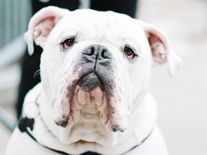boston bulldog