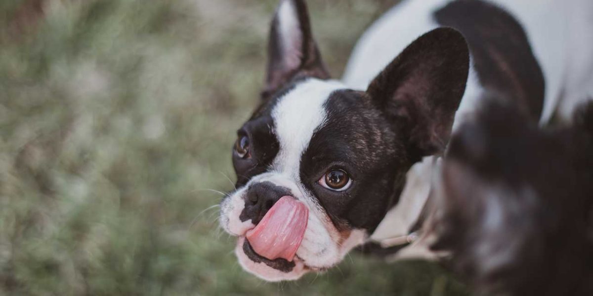 boston terrier