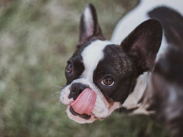 boston terrier