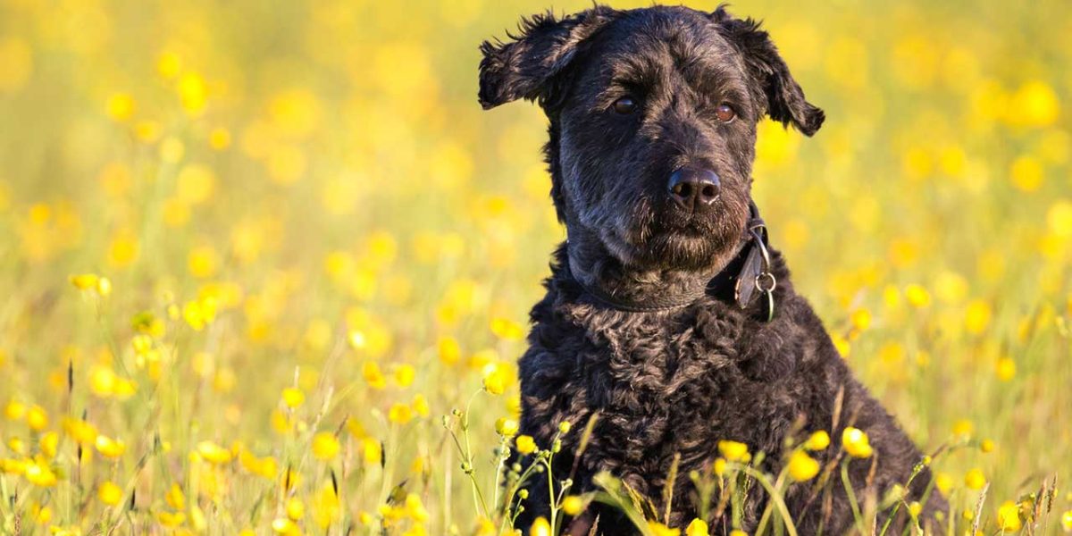 bouvier des flandres