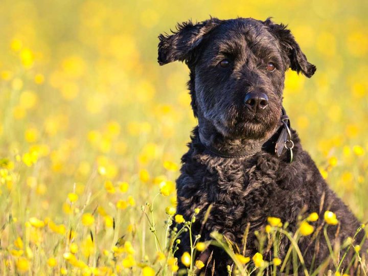 bouvier des flandres