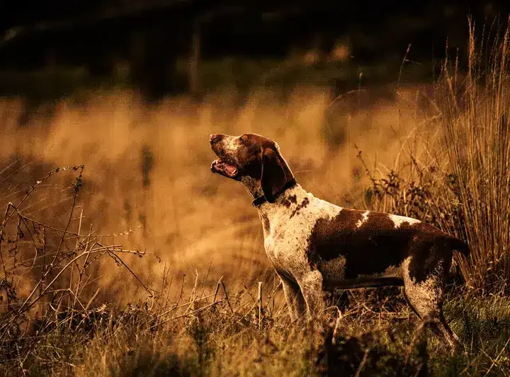 Bracco Italiano