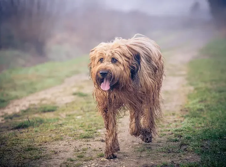 Briard