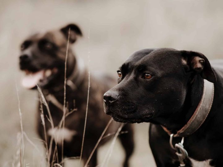 bull terrier