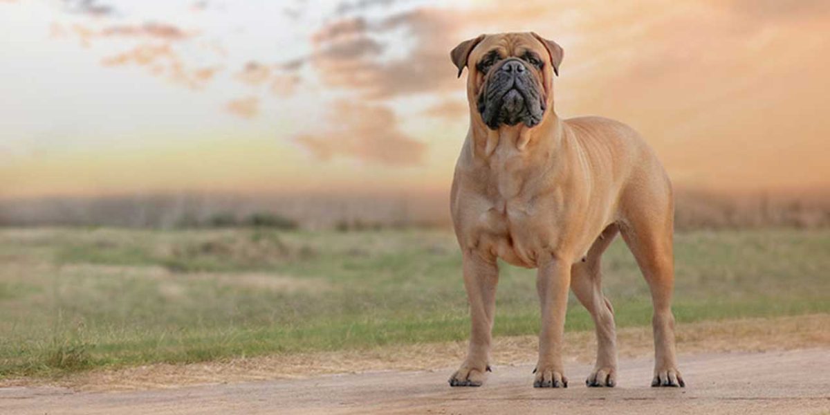 bullmastiff