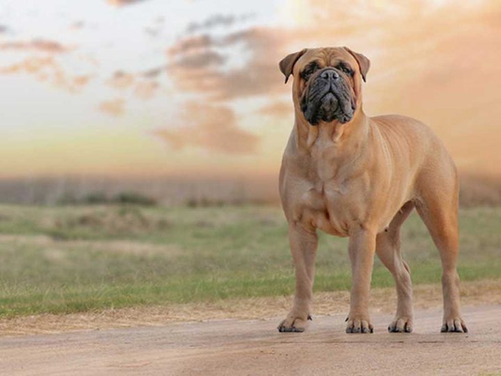 bullmastiff