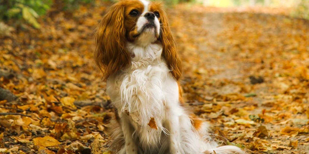 cavalier king charles spaniel