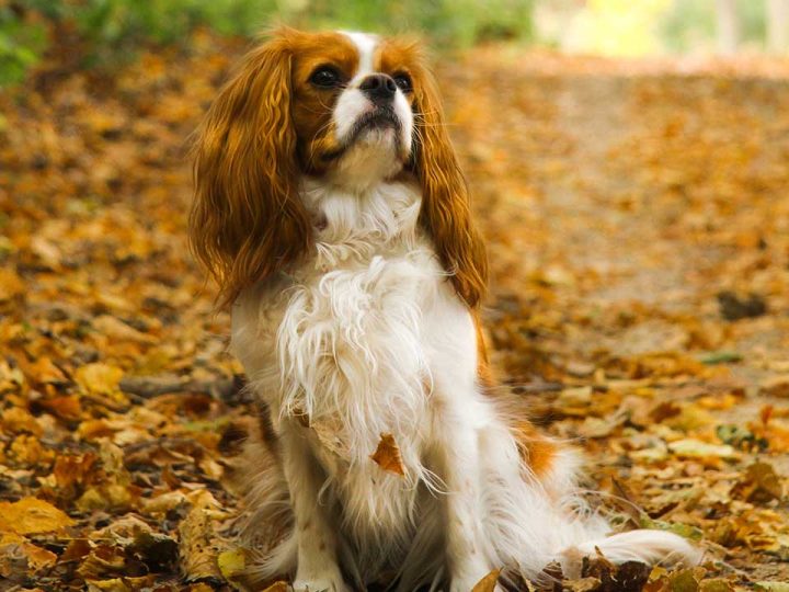 cavalier king charles spaniel