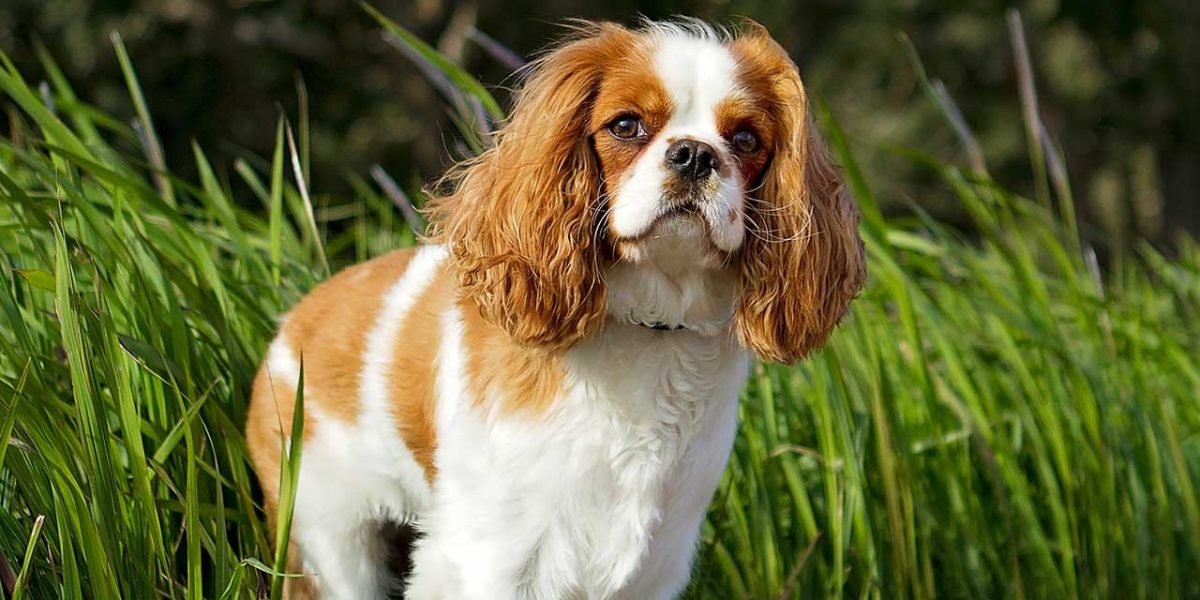 cavapom