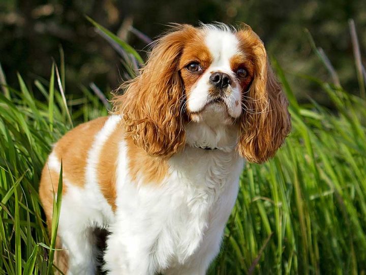 cavapom