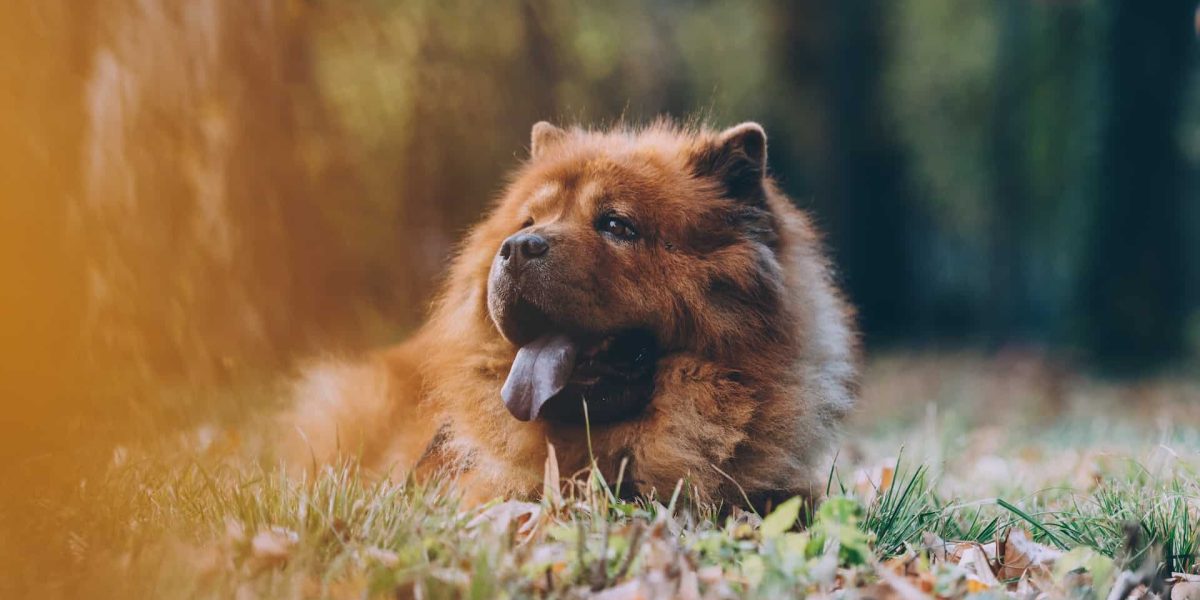 chow chow